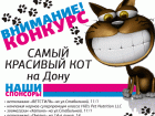 Объявляем победителей конкурса «Самый красивый кот на Дону»