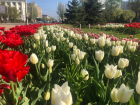 В Ростове осенью высадят 200 тысяч тюльпанов