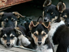 Жестоко убил пятерых щенков мстительный житель Ростовской области