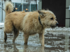 Собачьего "киллера" наняли горожане в Ростовской области чтобы убить покалеченную собаку
