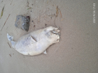 Мертвого дельфина нашли жители Таганрога на центральном пляже