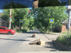 Бюджетными бумажными коробками отметили ямы и выбоины на дорогах в Ростове