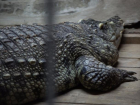 В зоопарке Ростова для крокодила Люцифера установят вольер и бассейн за 10,5 млн рублей