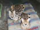 У жительницы Ростовской области забрали диких сервалов, которых она держала в гараже на Кубани