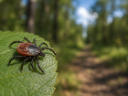 В Ростовской области с начала года клещи покусали более 600 человек