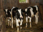 Мужчина похитил и убил четырех коров за 150 тысяч рублей с фермы Ростовской области