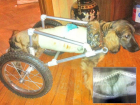 Ростовские ветеринары спасли собаку с травмой позвоночника: пес передвигается на инвалидной коляске