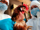 В Ростовской области зафиксировали вспышку птичьего гриппа