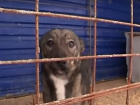 Зоозащитники протестуют против сжигания бездомных собак в печах в Ростовской области