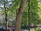 В Ростовской области деревья массово заболели грибком 