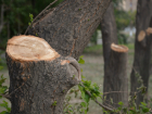 Отваливающимися от опасно сухих деревьев ветками засыпает прохожих в Советском районе Ростова