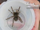 Ростовчане нашли у себя дома опасного тарантула 