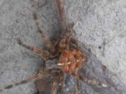 Огромный паук, обнаруженный во дворе частного дома, заставил ростовчан пережить шок и трепет  