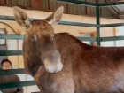 В зоопарке Ростова-на-Дону появился лось 