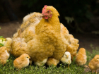 В Ростовской области курица за полгода подорожала почти на 75 рублей