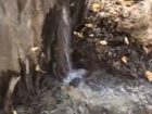 «Писающее» дерево в Ростове вызвало неподдельный ужас у горожан
