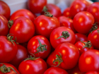 В Ростовской области уничтожили армянские томаты с опасным вредителем