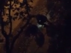 Перекопавшие двор многоэтажки с фонариком ночные кладоискатели в Ростове попали на видео