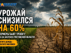 Урожай снизился на 60%: фермеры бьют тревогу из-за засухи в Ростовской области