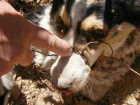 Похоронившего на заднем дворе собаку ростовчанина оштрафовали и привлекли к исправительным работам 
