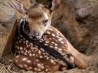 В Ростовской области в парке «Лога» за два месяца родились 29 оленят