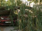 Обрушившаяся под напором сильного ветра старая ива раздавила автомобиль во дворе Ростова 