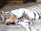 В День Тигра ростовский зоопарк показал ростовчанам новорожденного тигренка