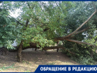 На территории ростовской школы №79 упало огромное дерево