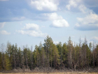 Ведомство для восстановления лесов создали в Ростовской области