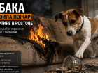Собака устроила пожар в квартире в Ростове