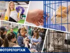В Ростове 15 котов и кошек нашли новые семьи на фестивале «Дай лапу»