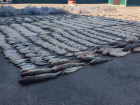 В Ростовской области браконьер выловил краснокнижной рыбы на 5 млн рублей