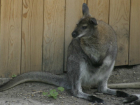 Молодая мама-кенгуру трагически погибла, вынашивая детеныша в зоопарке Ростова