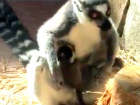Забавный новорожденный лемуренок из ростовского зоопарка попал на видео