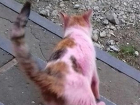Розовый кот для "отпугивания блох" выбежал на улицы Ростова
