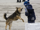 Стая агрессивных бездомных собак затерроризировала посетителей парка в центре Ростова