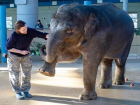 Слониха из зоопарка Ростова переехала в московский цирк