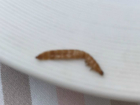 Мерзкий дохлый червяк величиной с креветку попался девочке в грибном супе ресторана в Ростове