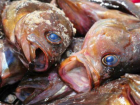 Покушать рыбки и умереть от ботулизма могут жители Ростовской области
