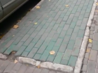 Газон из покрашенной в зеленую краску плитки и "рекламное" дерево в центре Ростова довели до бешенства горожан
