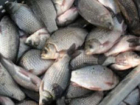 162 кг подозрительной свежей рыбы из Ростовской области задержали на границе с Украиной
