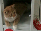 Рыжий кот в секретном месте супермаркета восхитил жителей Ростова