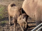 В Ростовском-на-Дону зоопарке родился верблюжонок Емельян 
