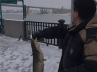 В Ростове рыбак на набережной выловил большого сома