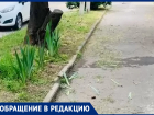 В Ростове ради порядка скосили палисадник с хвойниками