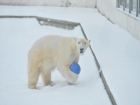 Кормлением белого медведя и блинами для слонов удивит ростовчан зоопарк