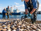 Деликатесного моллюска скоро начнут добывать в Азовском море