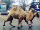Большого верблюда, которого превратили в транспорт на дорогах Ростова, очевидцы сняли на видео 