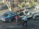 Рухнувший тополь расплющил отечественный автомобиль в Ростове