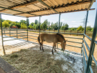 В зоопарке Ростова значительно преобразился вольер для лошадей Пржевальского